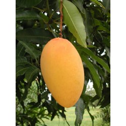 Mangue Avion Mignolo