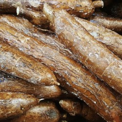 Manioc