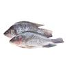 Tilapia 500/800 4kg