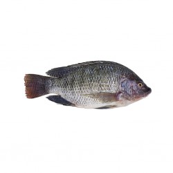 Tilapia 600/800