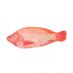 Tilapia Rouge 600/800