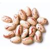 Haricots Coco Rose