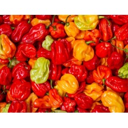 piment antillais