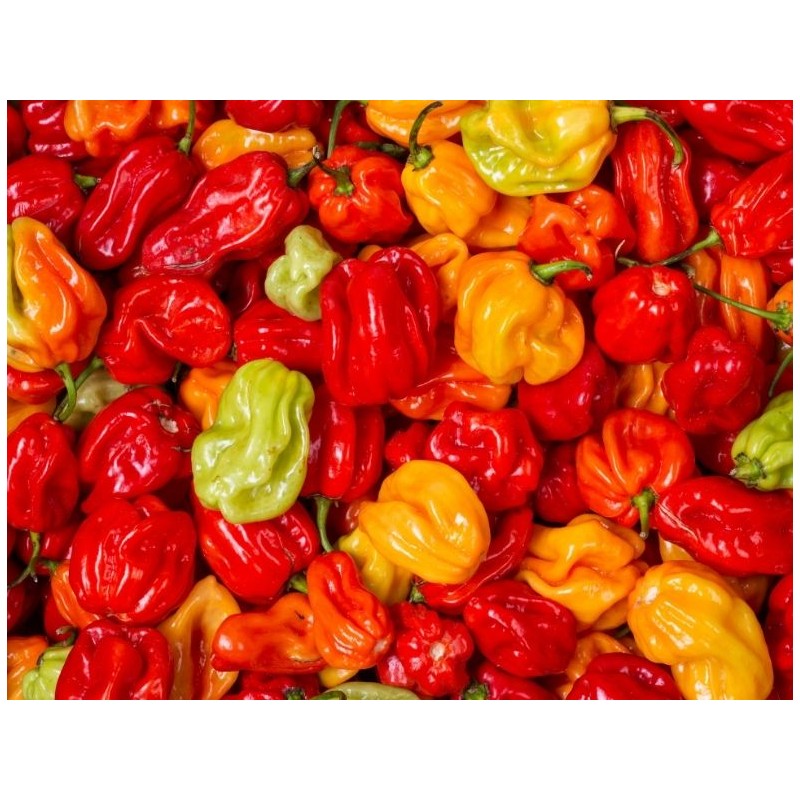 piment antillais