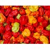 piment antillais